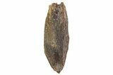 Fossil Hadrosaur (Edmontosaurus) Tooth - Montana #340958-1
